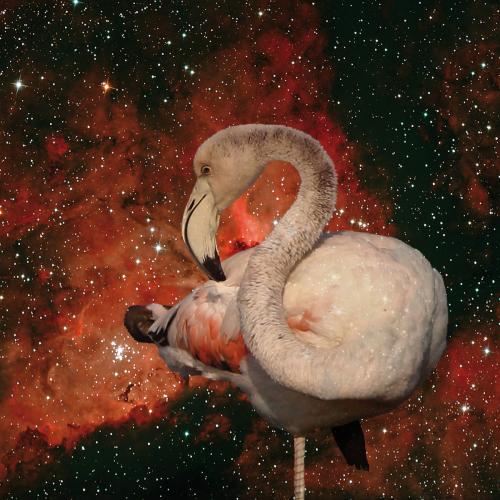 Curling Flamingo<br>Eta Carinae Nebula<br>90 x 90 cm
