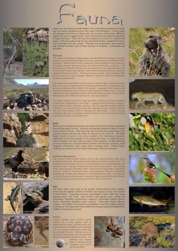 Fauna<br>119 x 84 cm