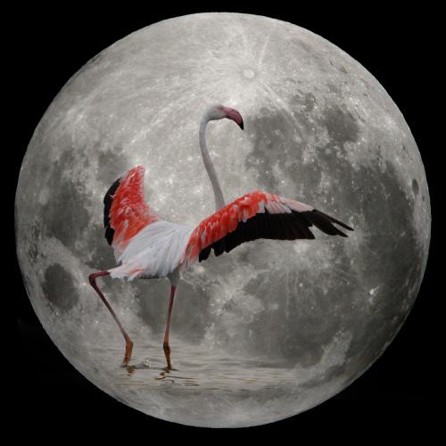 Flamingo - Full Moon<br>90x90 cm