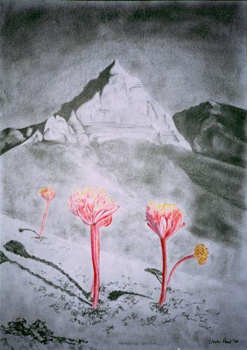 Emerging - Fire Lilies<br>42 x 30 cm