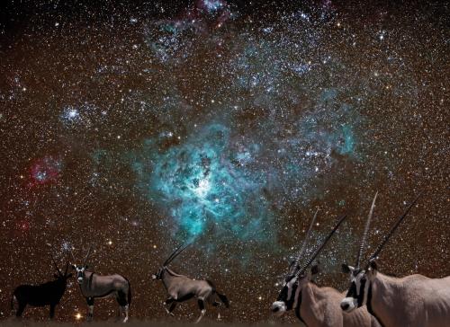 Oryx - Tarantula Nebula<br>110 x 80 cm