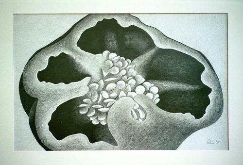 Green Pepper<br>42 x 30 cm