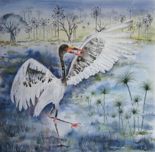 Saddle-billed Stork<br>Okavango Delta<br>54 x 52 cm