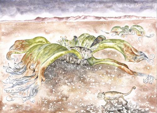 Welwitschia mirabilis(1)<br>72 x 52 cm