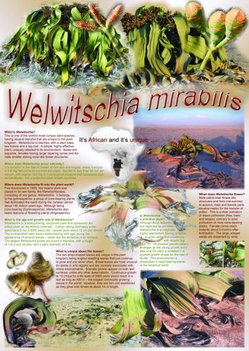 Welwitschia mirabilis<br>119 x 84 cm