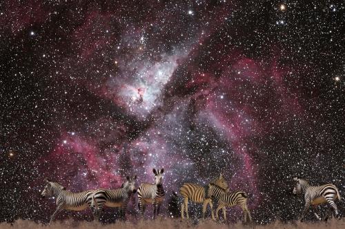 Zebra - Eta Carinae Nebula<br>135 x 90 cm